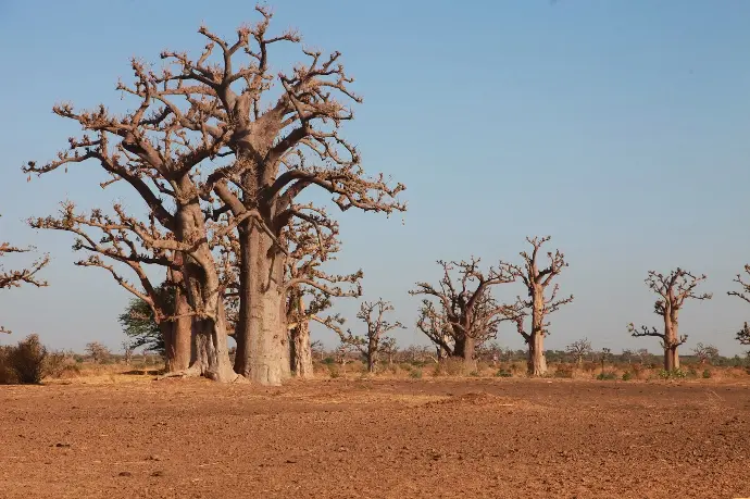 Baobabs géants de la réserve de Bandia au Sénégal