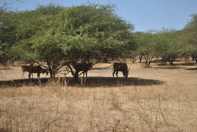Kobas à la réserve de Bandia a Sénégal