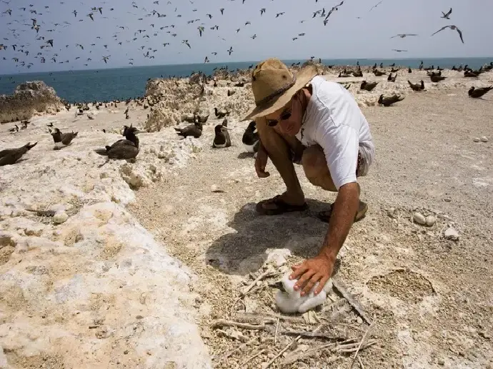 birding au aprc national des iles Madeleine au Sénégal